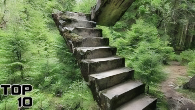 Stairs in the Woods