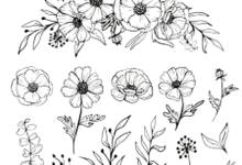 Flower Drawings