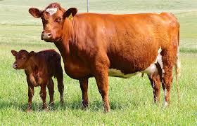 Shorthorn Cattle