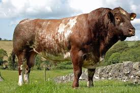 Shorthorn Cattle Colors